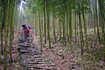 hiking, bamboo, forest, in anji